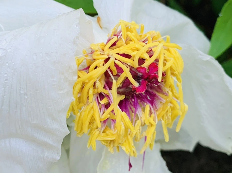 IMG_9308.jpg?type=w966