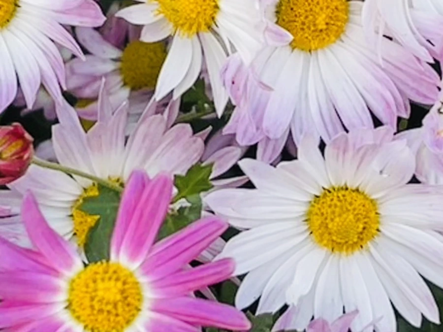 IMG_1141.jpg?type=w966