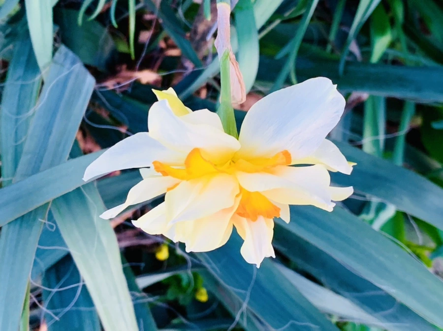 IMG_7439.jpg?type=w966