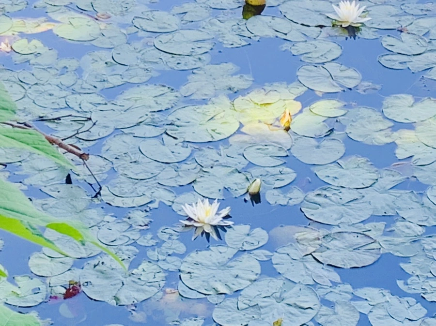 IMG_1200.jpg?type=w966