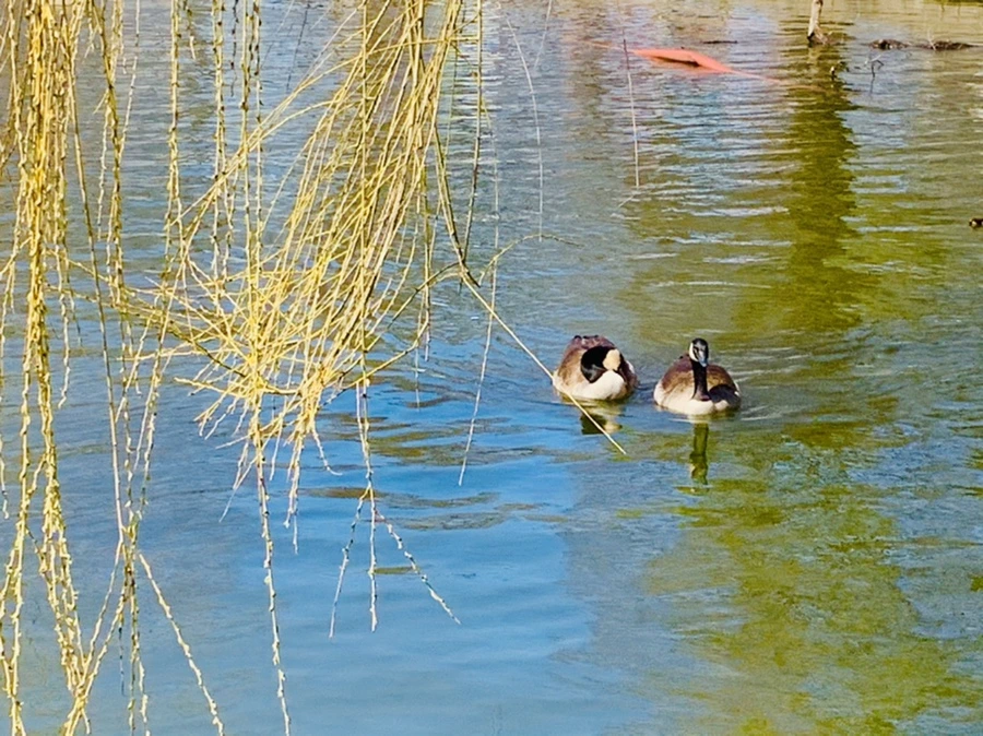 IMG_3107.jpg?type=w966