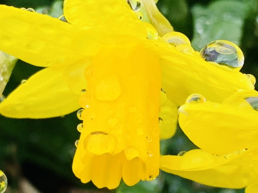 IMG_3730.jpg?type=w966