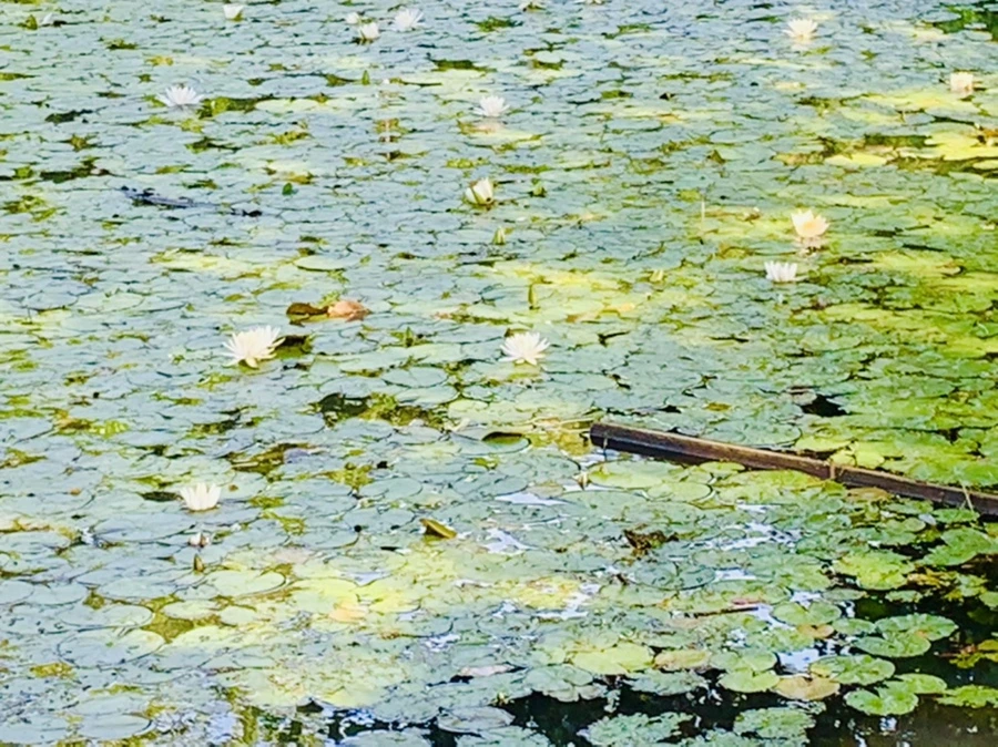 IMG_1204.jpg?type=w966