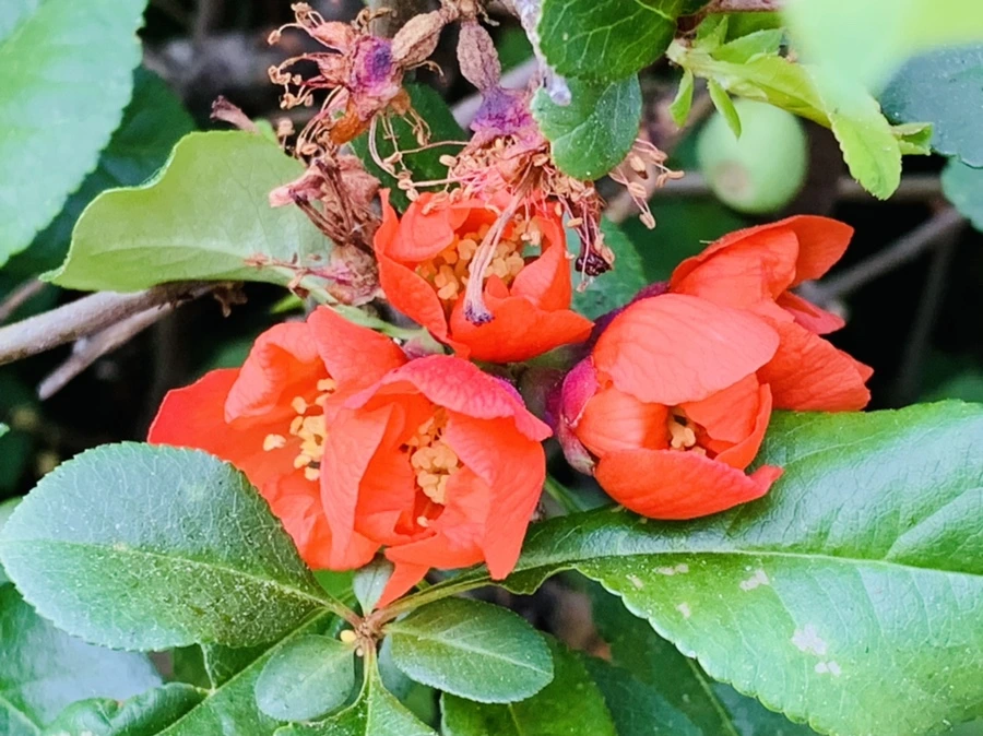 IMG_4646.jpg?type=w966