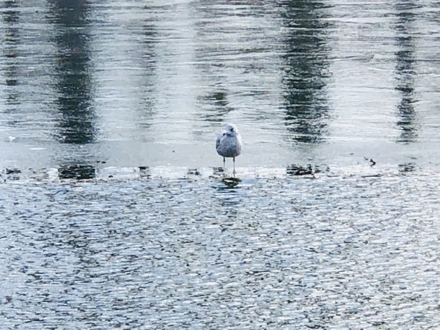 IMG_5289.jpg?type=w966