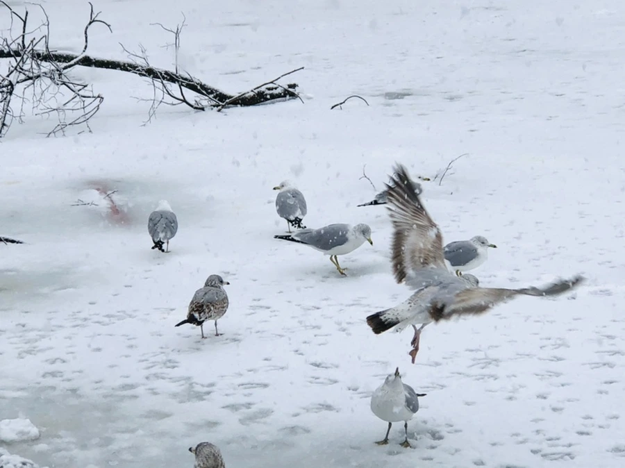 IMG_4196.jpg?type=w966