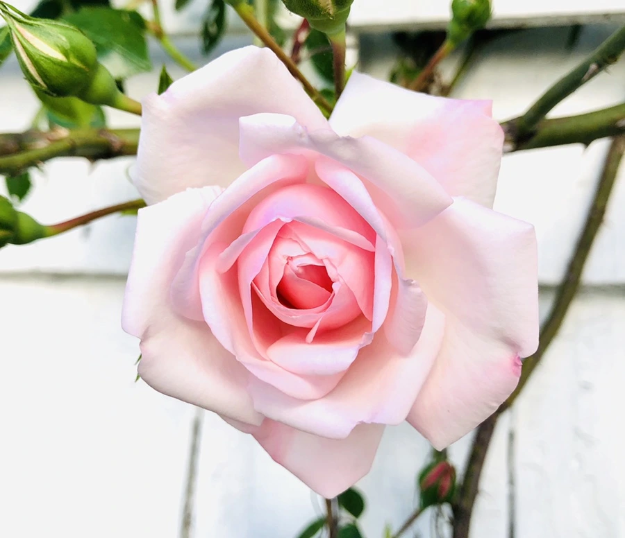 IMG_7774.jpg?type=w966