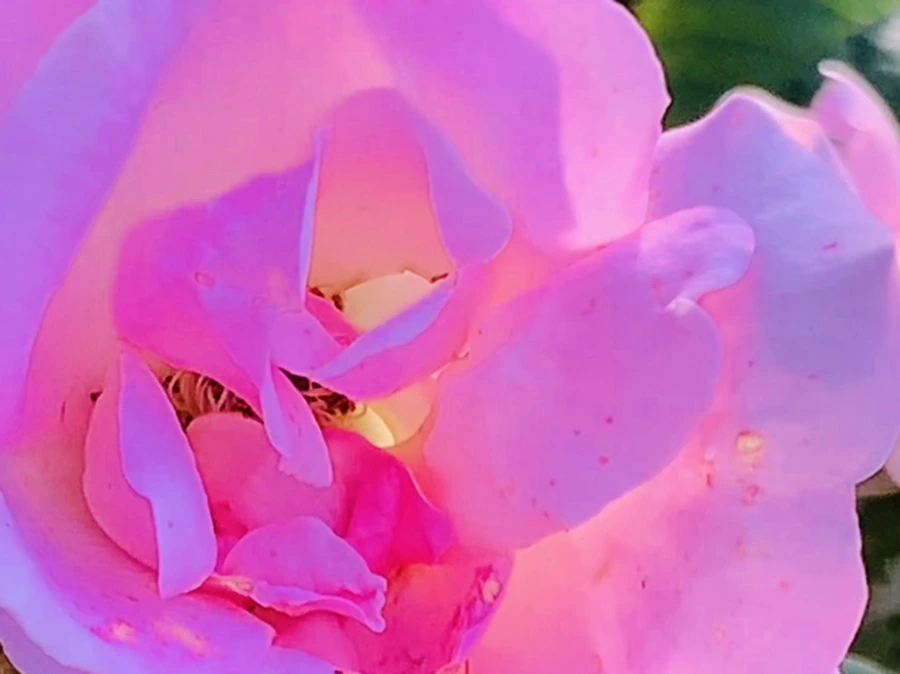 IMG_1227.jpg?type=w966