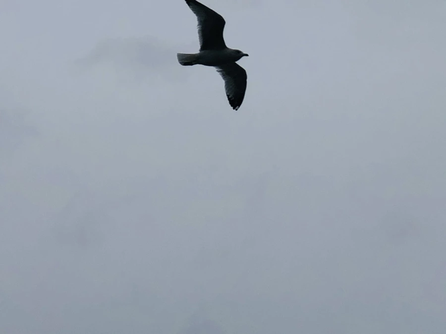 IMG_5942.jpg?type=w966