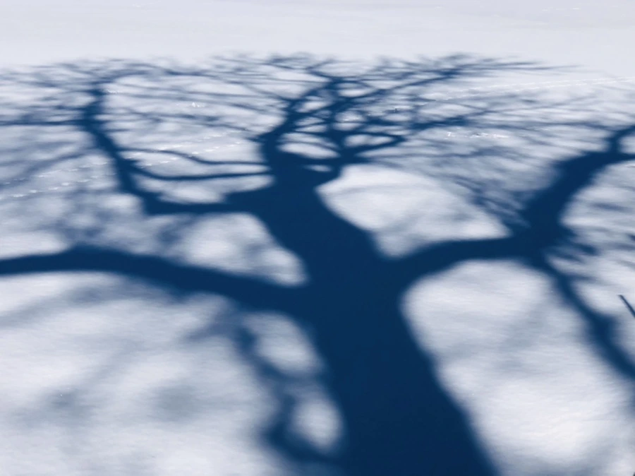 IMG_3947.jpg?type=w966