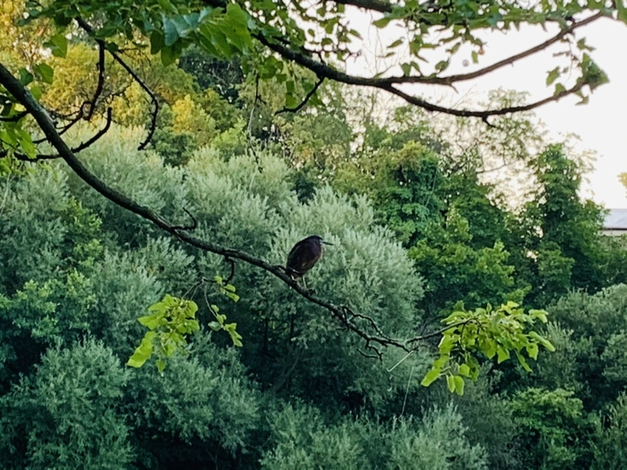 IMG_5534.jpg?type=w966