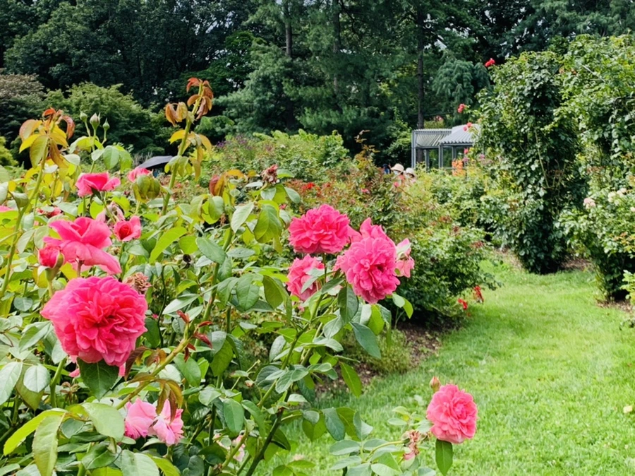 IMG_4924.jpg?type=w966