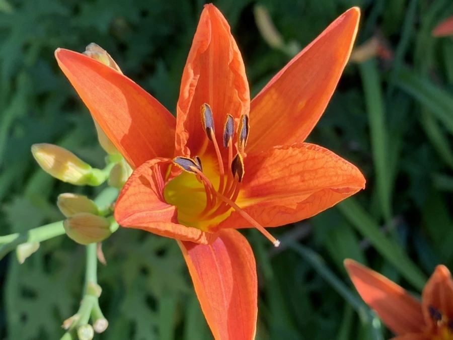 IMG_5337.jpg?type=w966