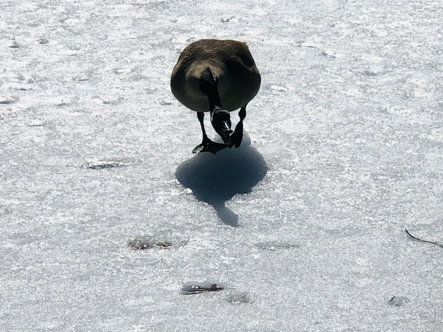 IMG_4513.jpg?type=w966