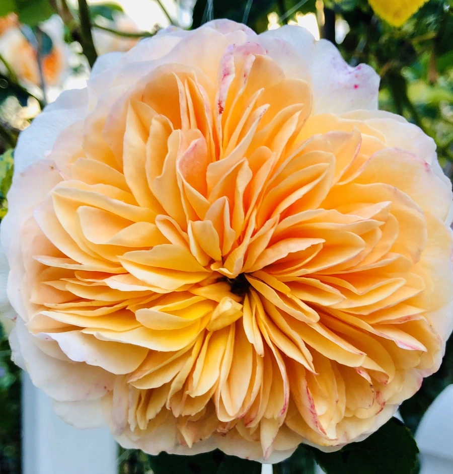 IMG_7796.jpg?type=w966