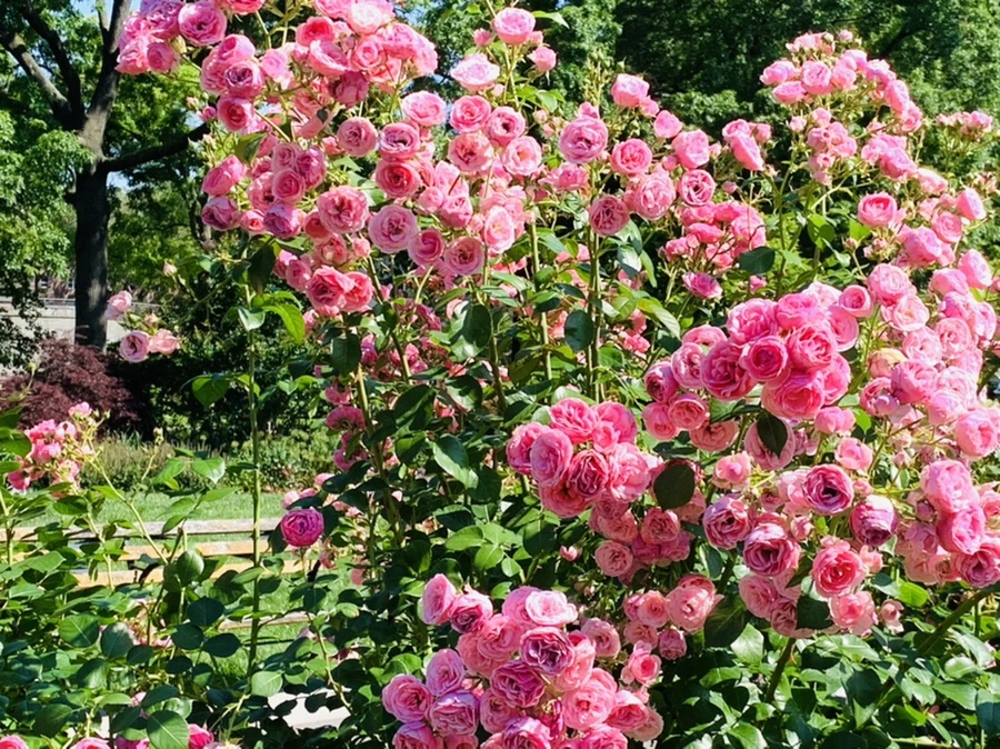 IMG_3141.jpg?type=w966