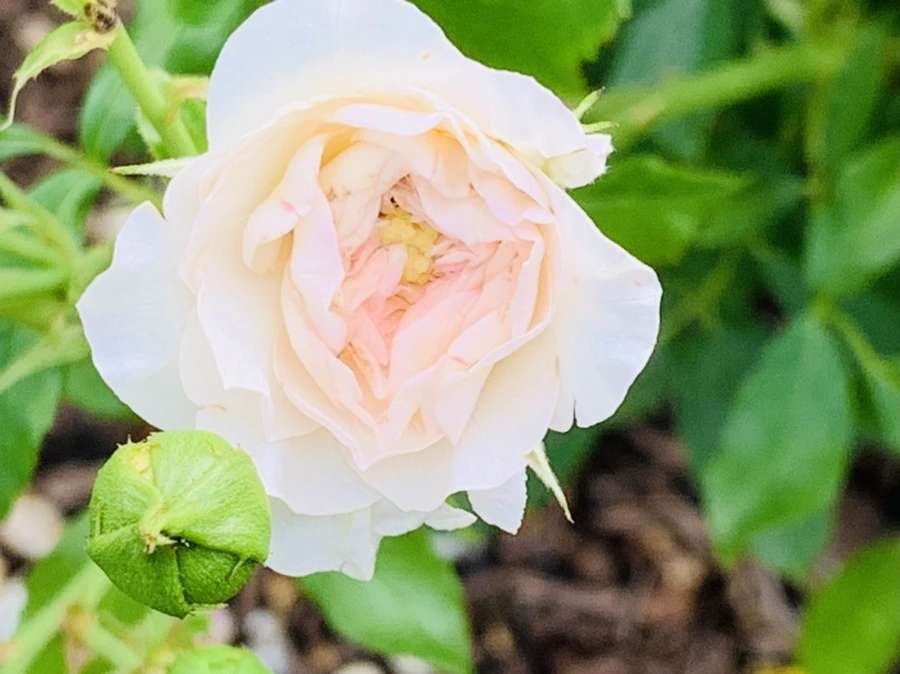 IMG_0470.jpg?type=w966