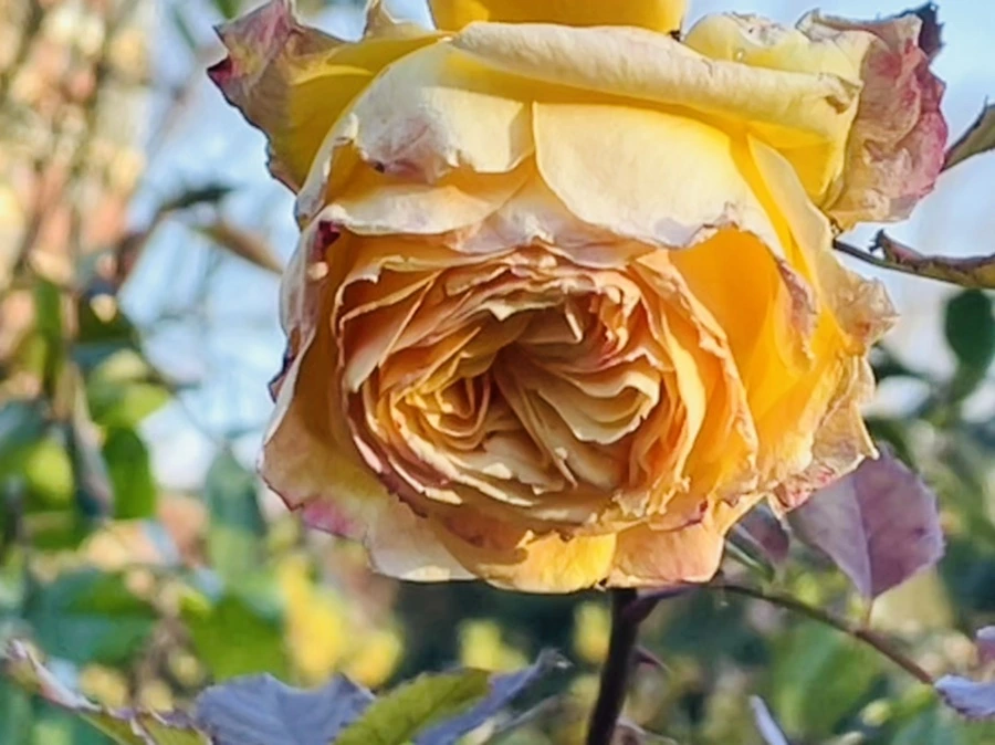 IMG_6006.jpg?type=w966