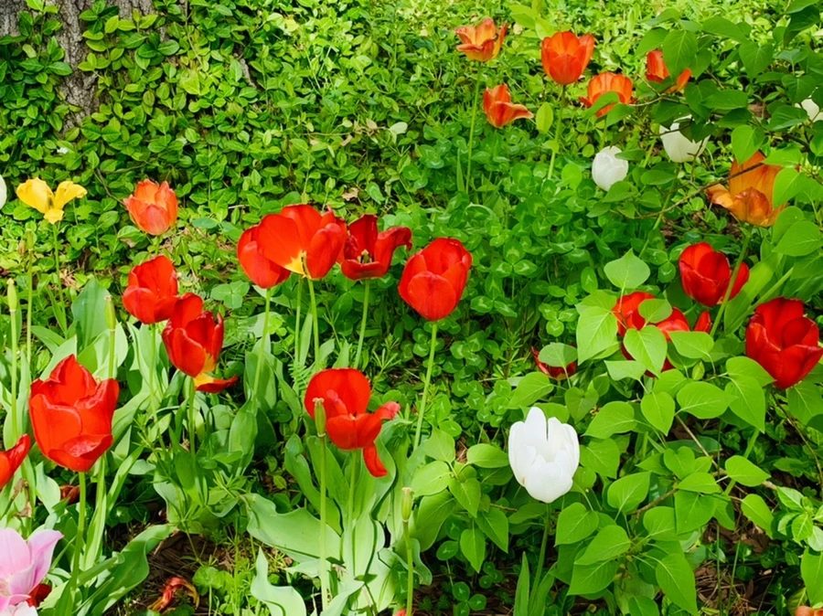 IMG_7020.jpg?type=w966