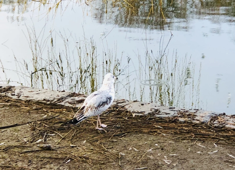 IMG_9156.jpg?type=w966