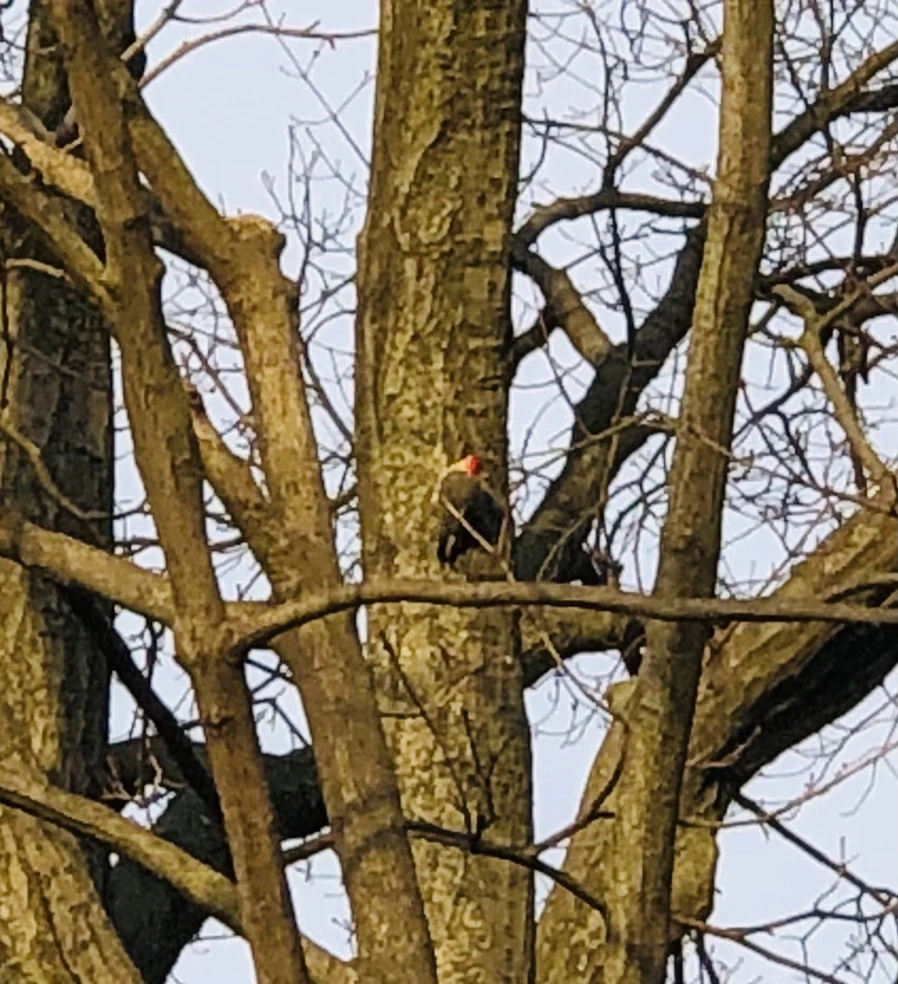 IMG_4654.jpg?type=w966