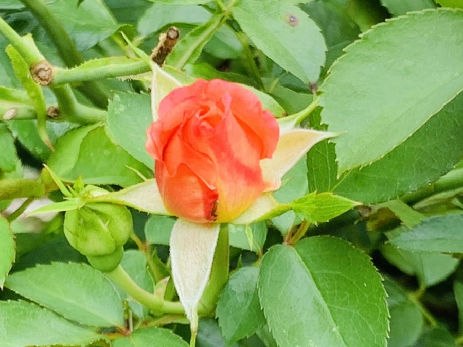 IMG_5050.jpg?type=w966