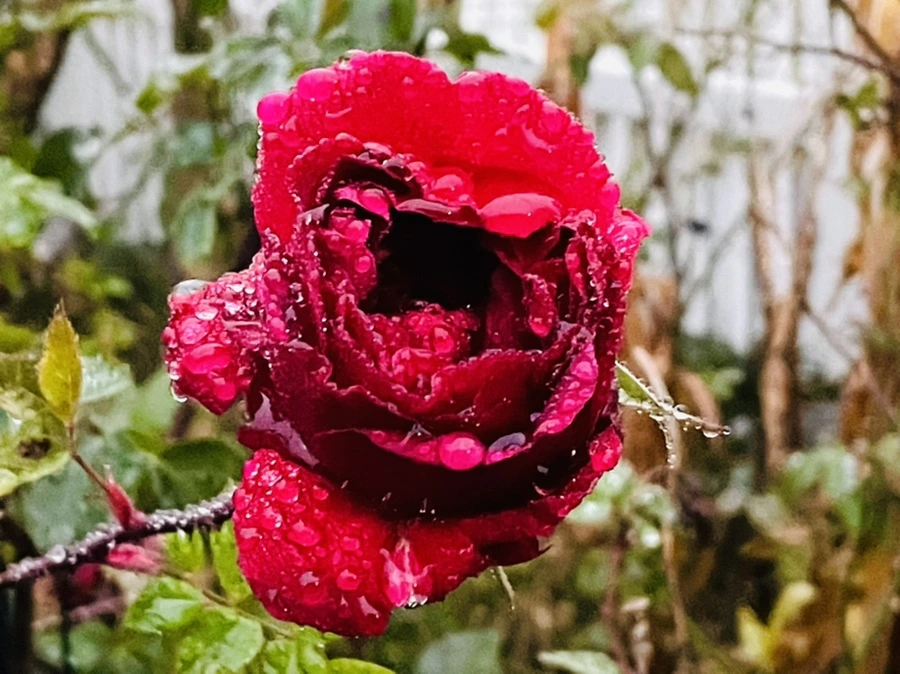 IMG_6373.jpg?type=w966