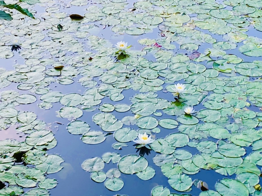 IMG_0759.jpg?type=w966