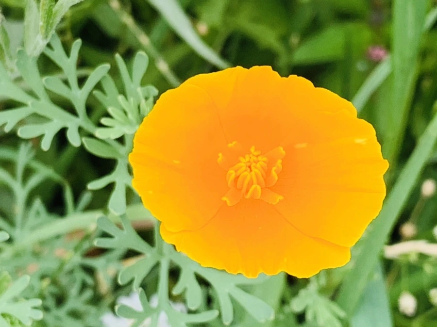 IMG_7255.jpg?type=w966