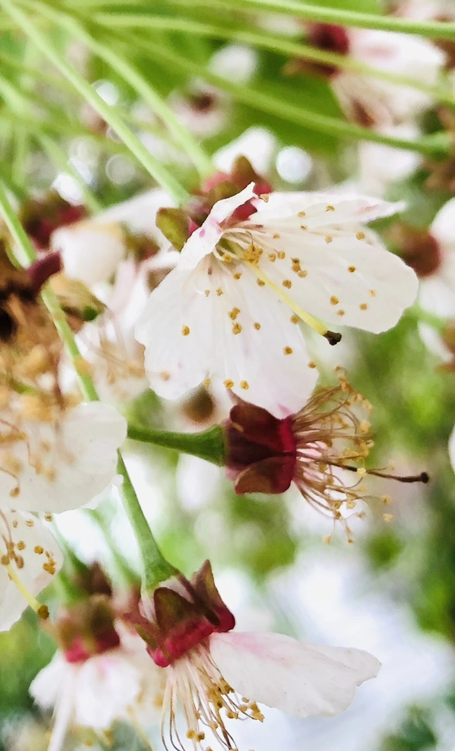 IMG_4038.jpg?type=w966