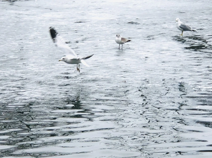 IMG_6001.jpg?type=w966