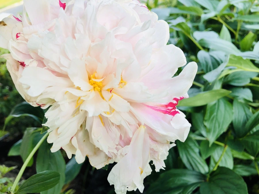 IMG_8765.jpg?type=w966