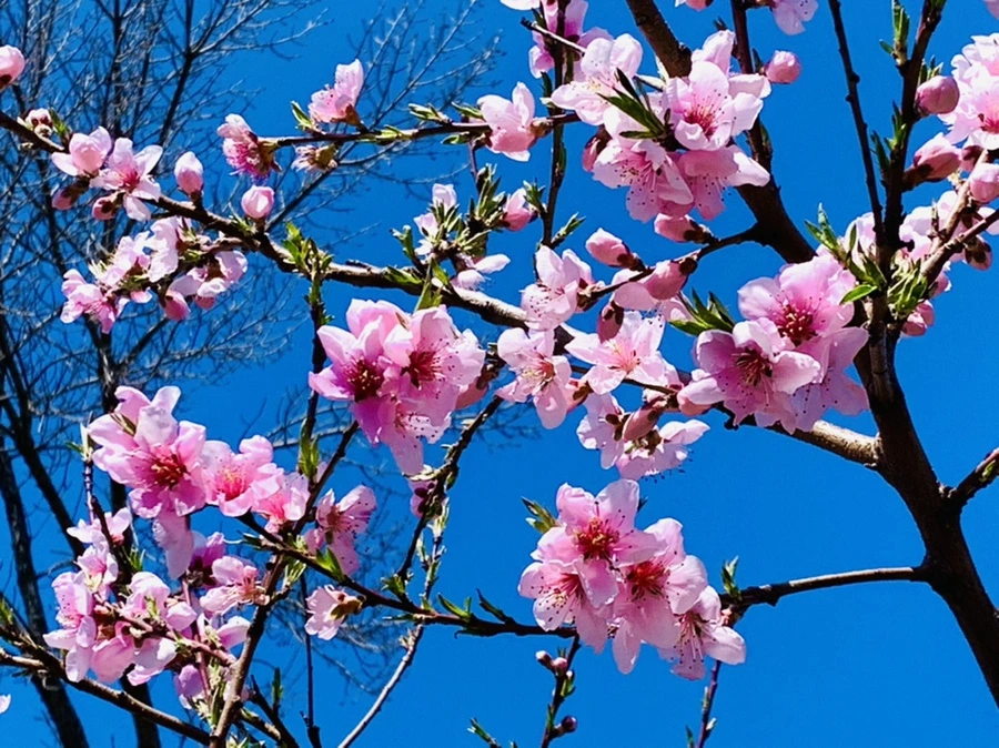 IMG_8155.jpg?type=w966