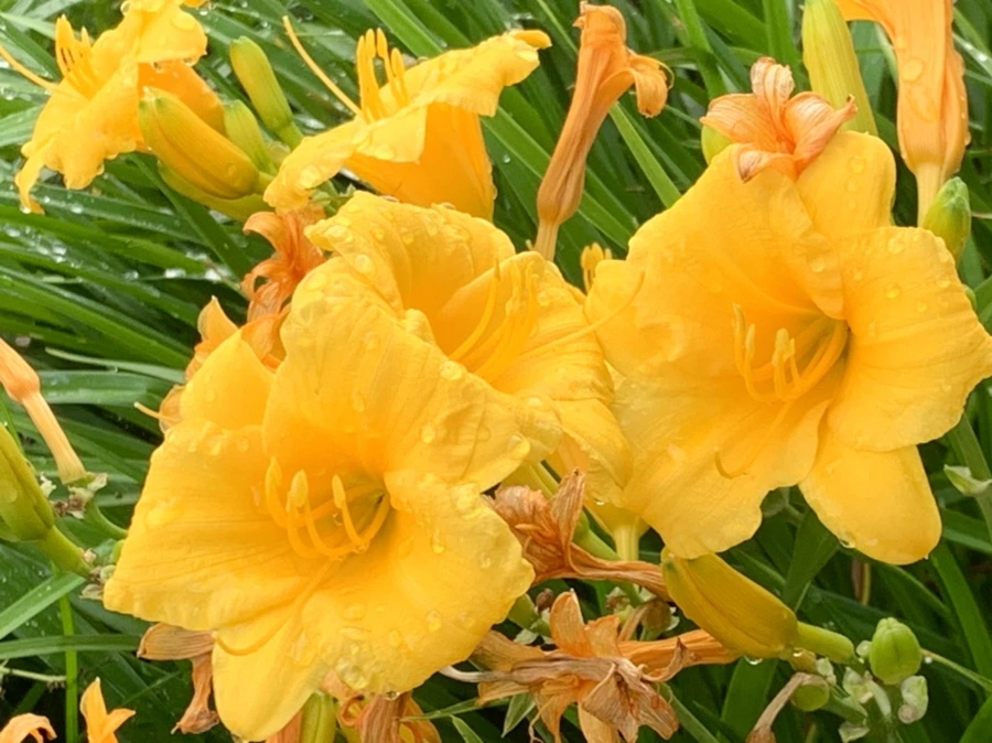 IMG_5915.jpg?type=w966