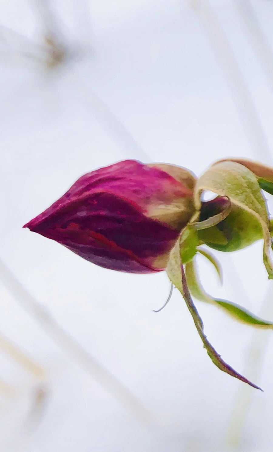 GkPd2om1UYEGl4yAd_P59pMdC80