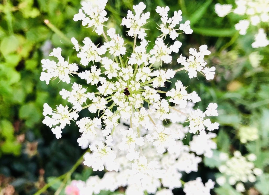 IMG_4860.jpg?type=w966