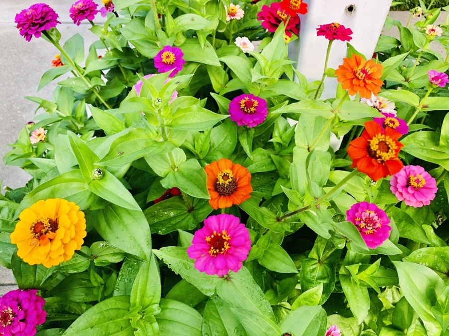 IMG_1796.jpg?type=w966