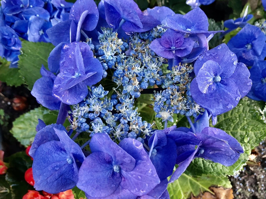 IMG_0069.jpg?type=w966