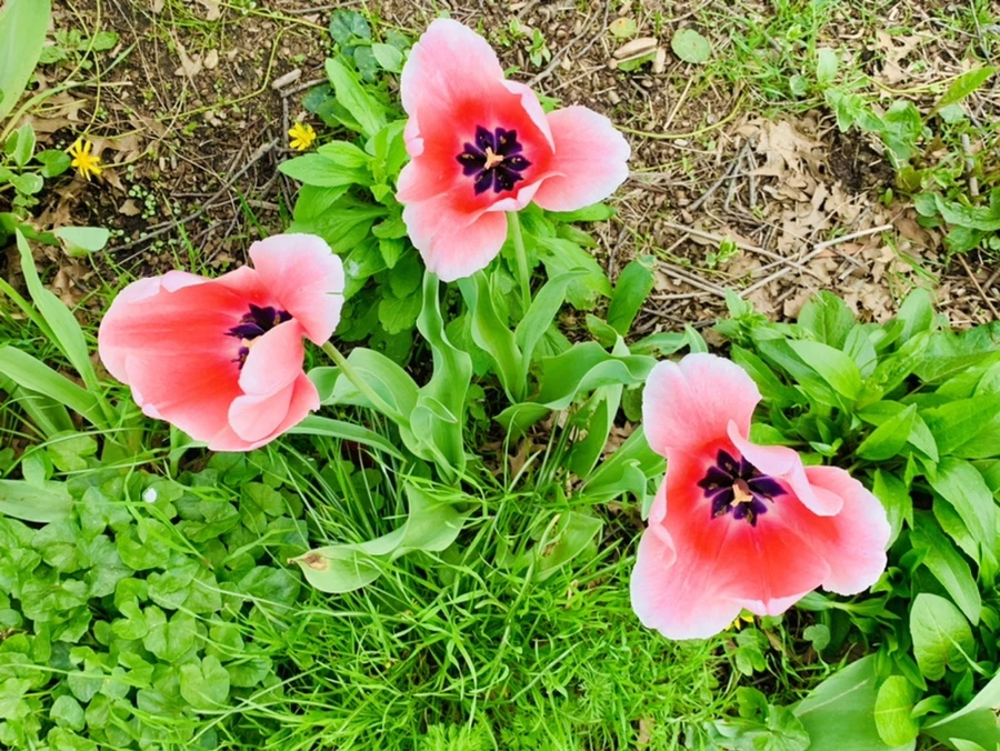 IMG_6949.jpg?type=w966