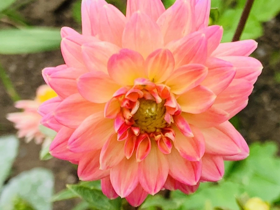 IMG_9414.jpg?type=w966