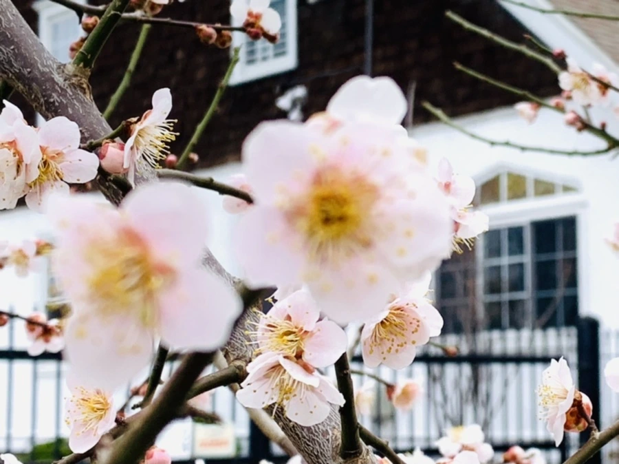 IMG_1676.jpg?type=w966