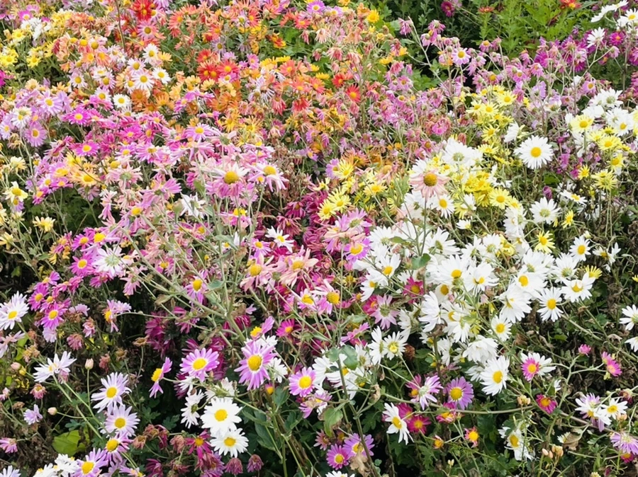 IMG_1181.jpg?type=w966