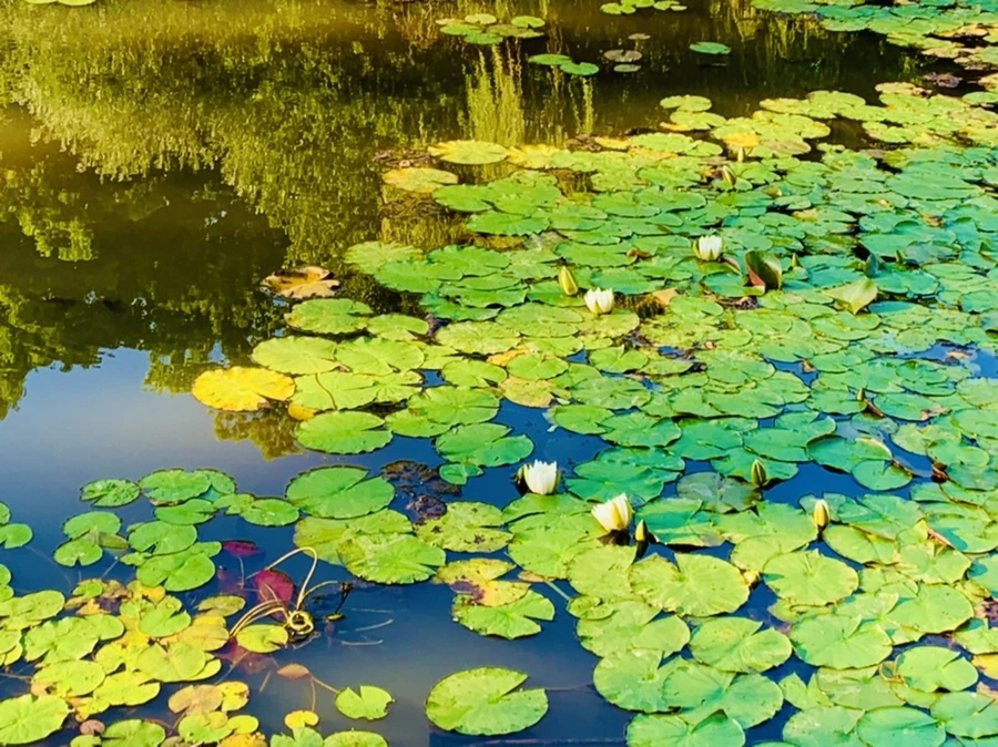 IMG_4276.jpg?type=w966