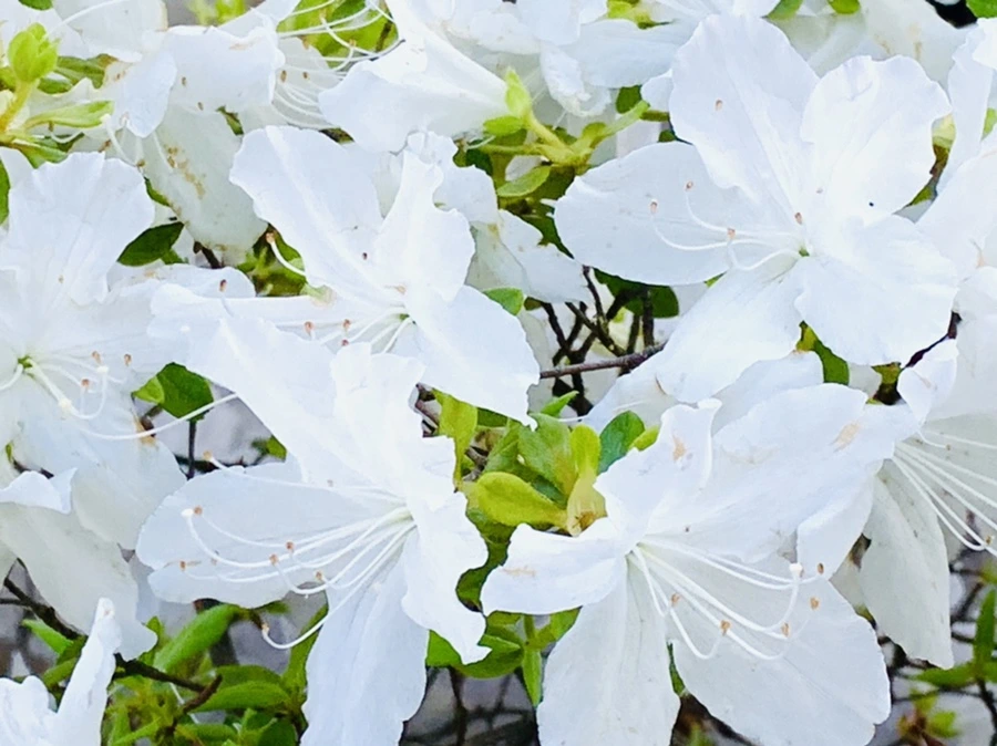 IMG_1957.jpg?type=w966