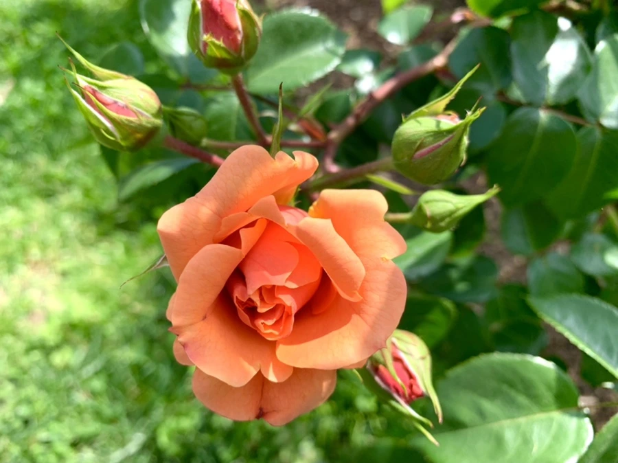 IMG_5887.jpg?type=w966