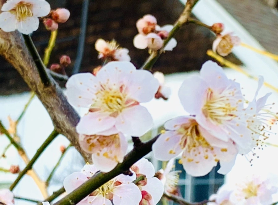 IMG_0932.jpg?type=w966