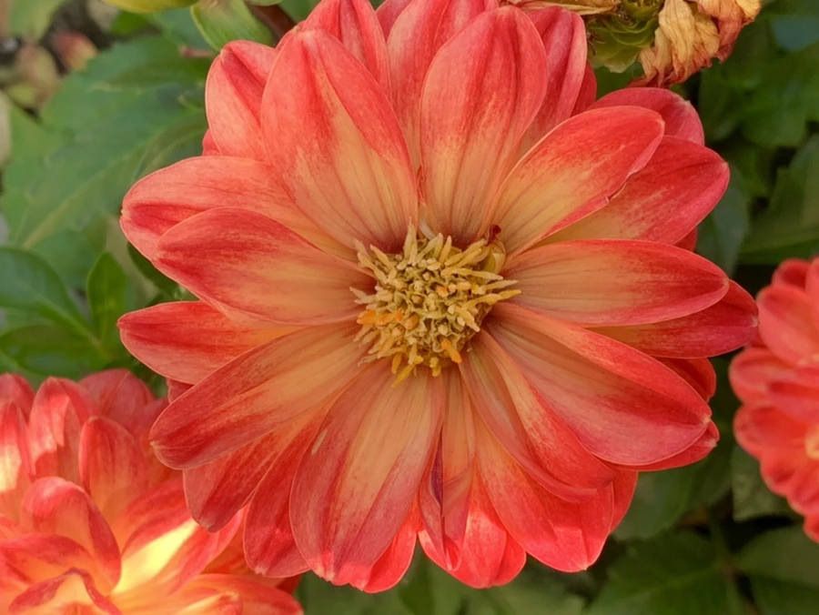 IMG_4688.jpg?type=w966