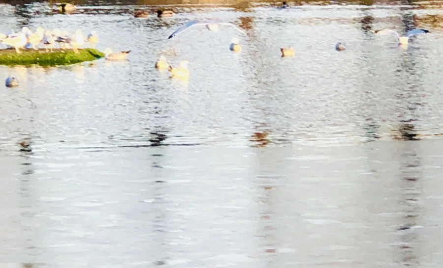 IMG_0841.jpg?type=w966