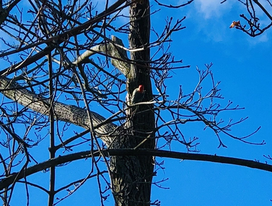 IMG_5193.jpg?type=w966