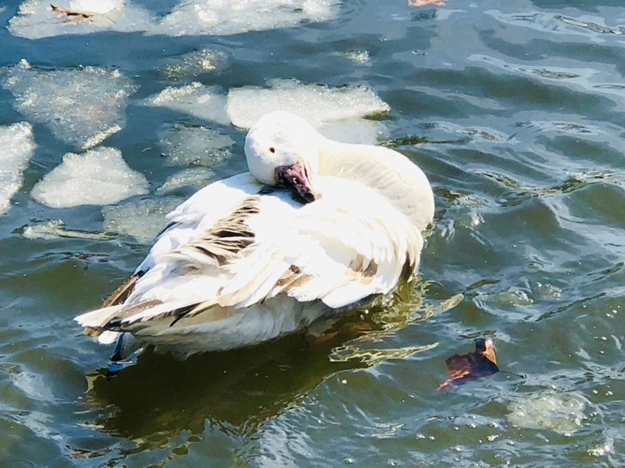 IMG_5345.jpg?type=w966